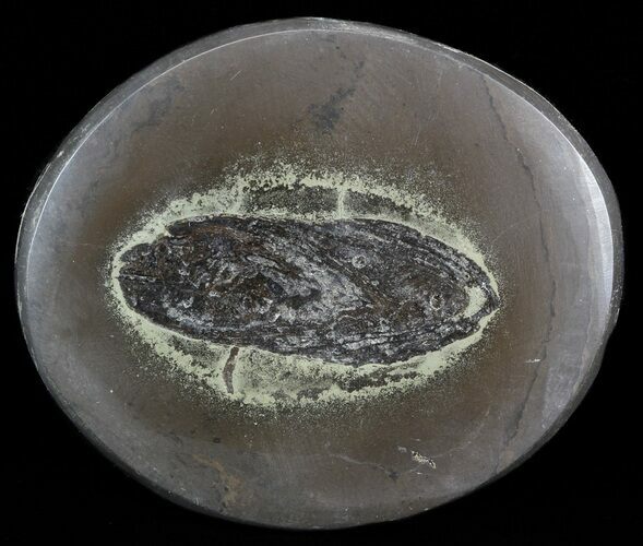Polished Fish Coprolite (Fossil Poo) - Scotland #44690